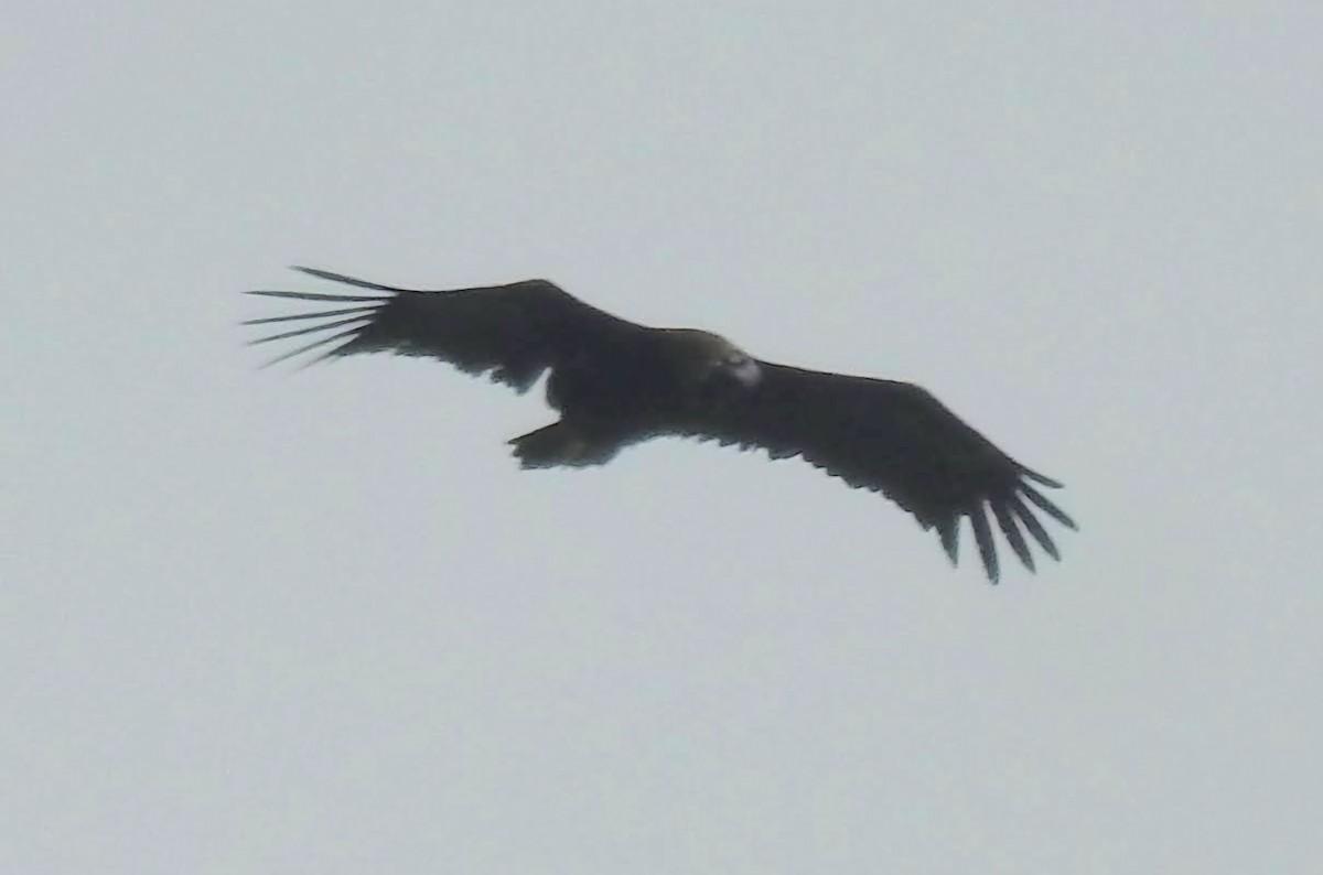 Cinereous Vulture - ML620313183