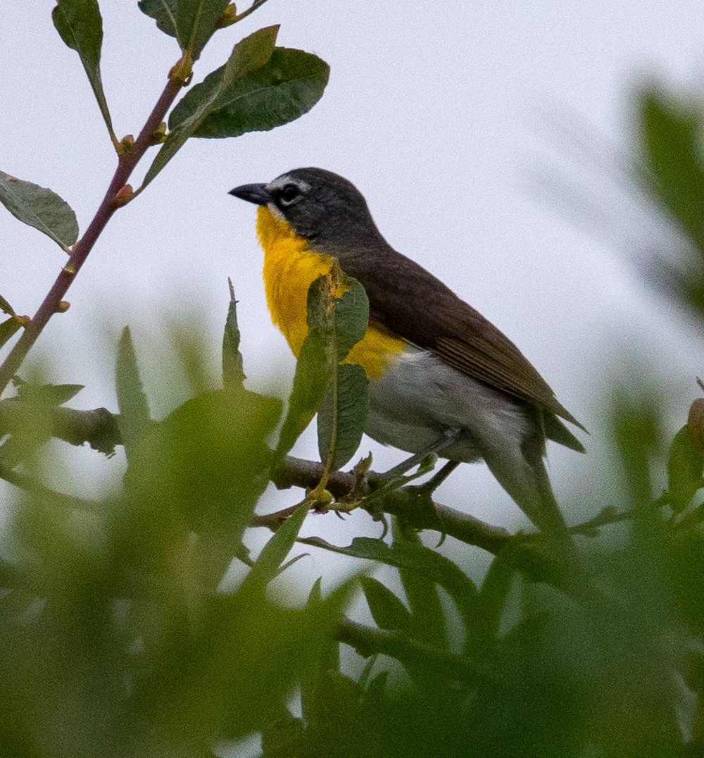 Yellow-breasted Chat - Patty Drew