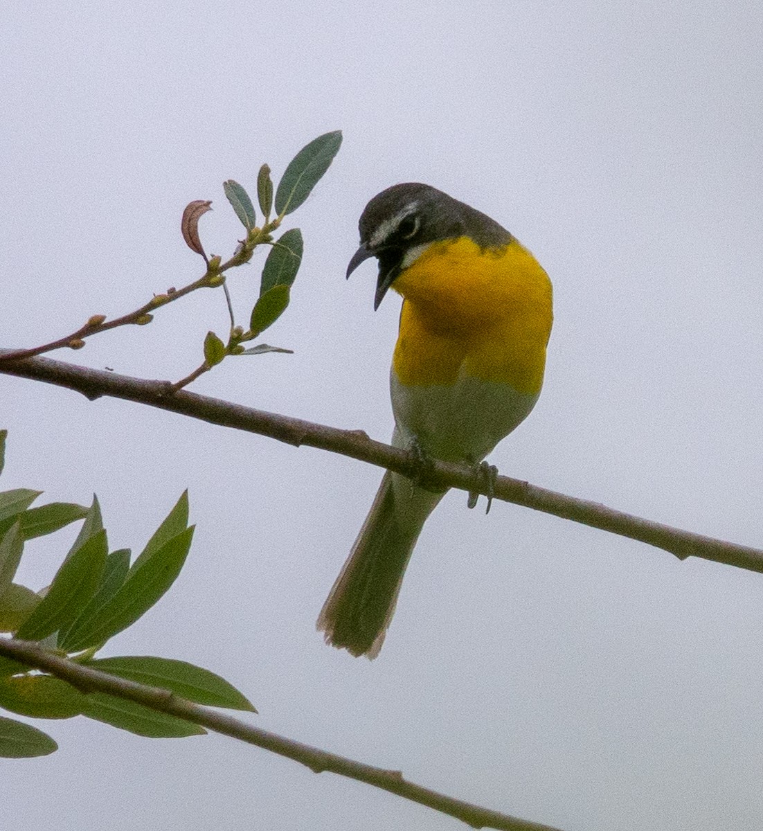 Yellow-breasted Chat - ML620313185