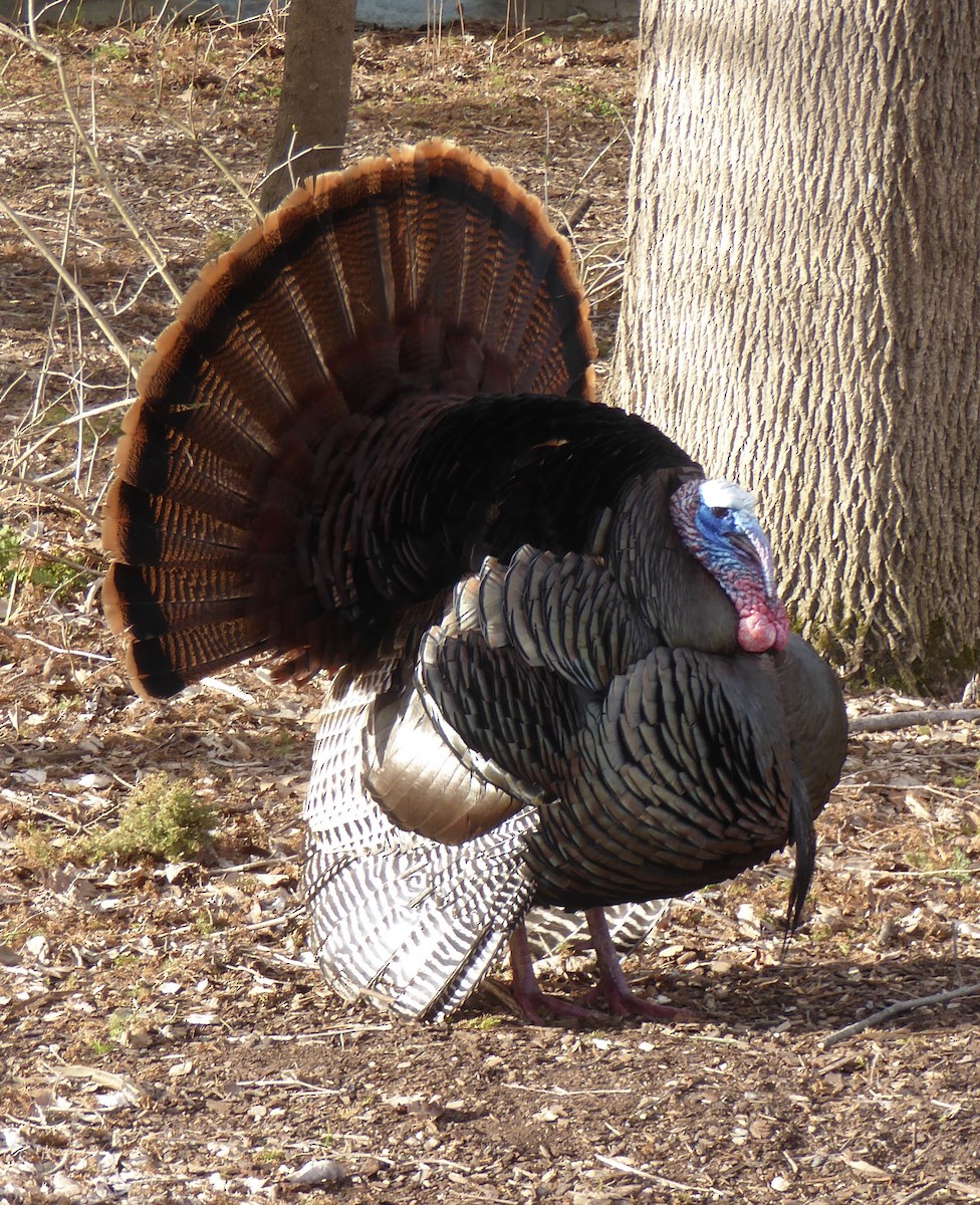 Guajolote Gallipavo - ML620313194