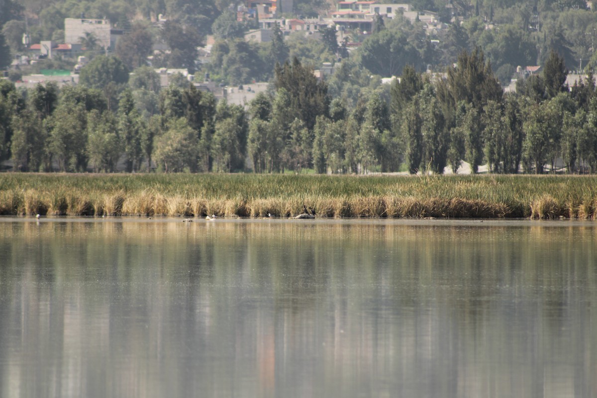 Neotropic Cormorant - Hanji Eduardo Alegría Ovando