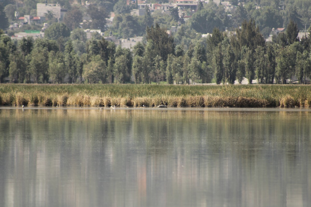 Neotropic Cormorant - ML620313200