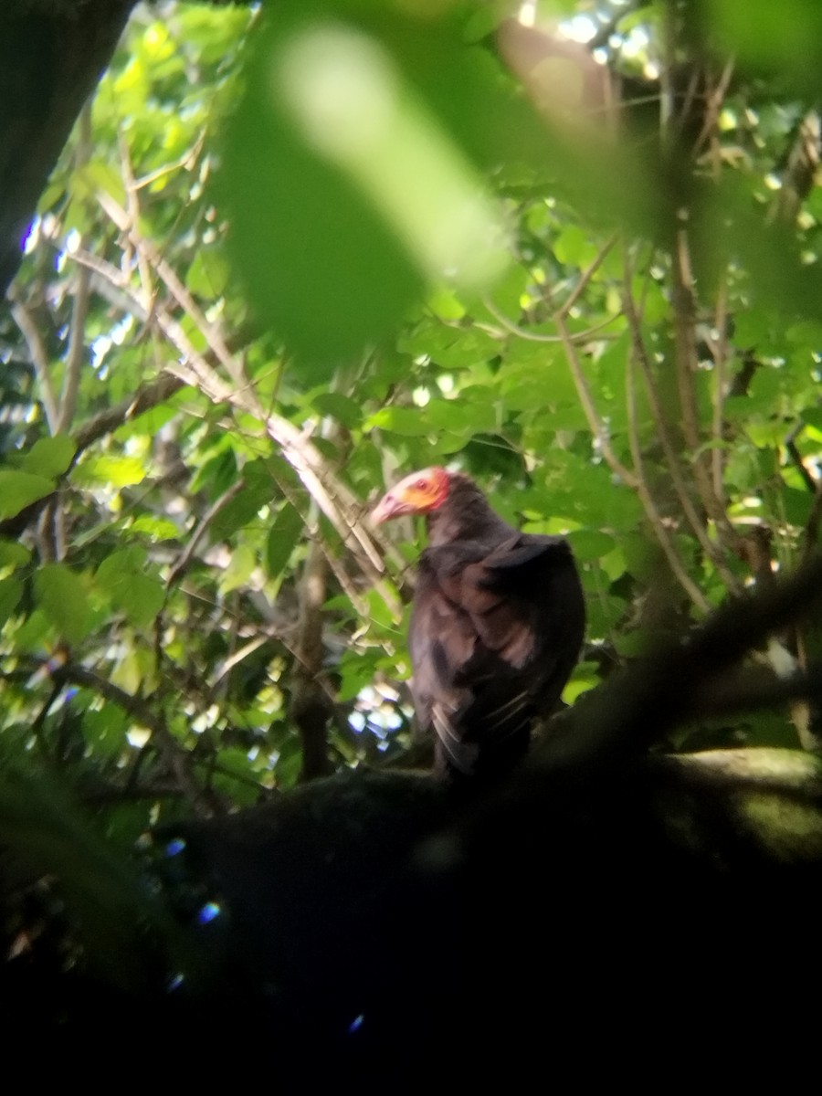 Lesser Yellow-headed Vulture - ML620313202