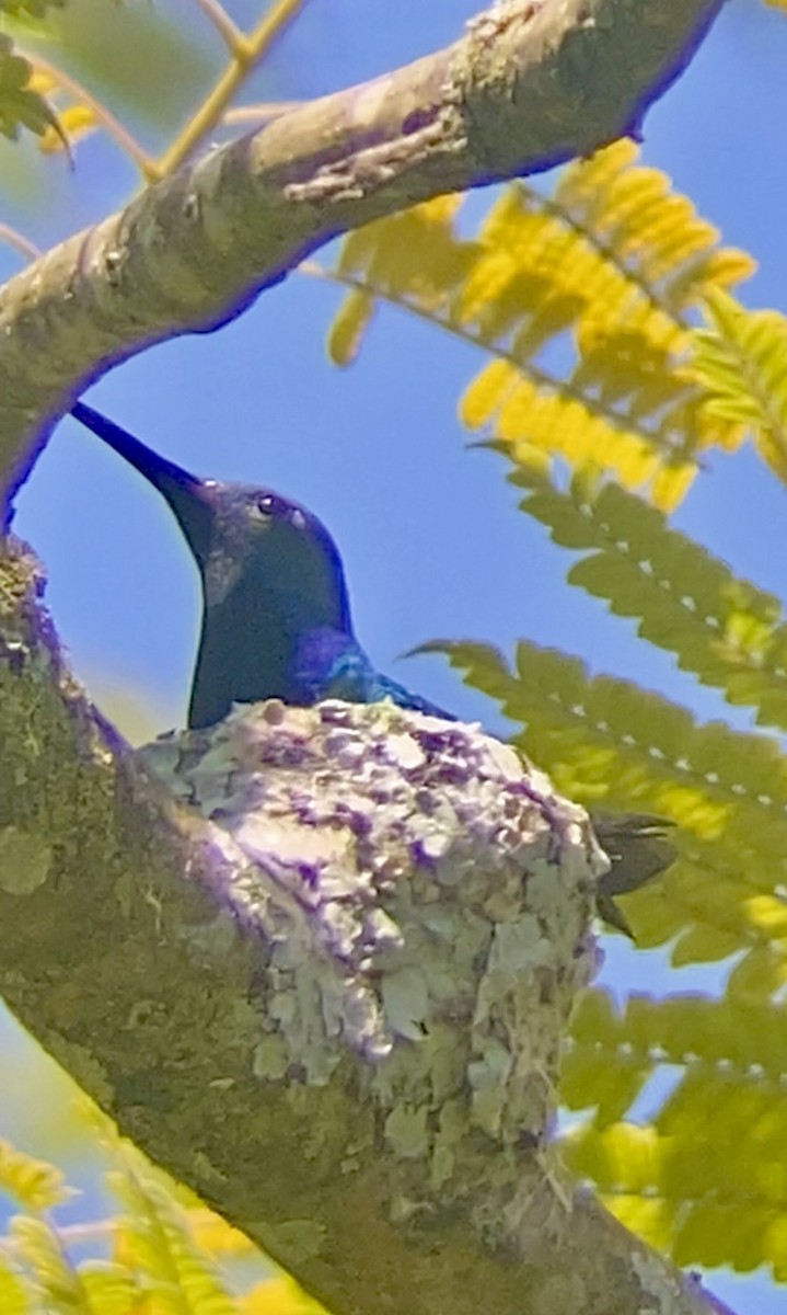 kolibřík tropický - ML620313203