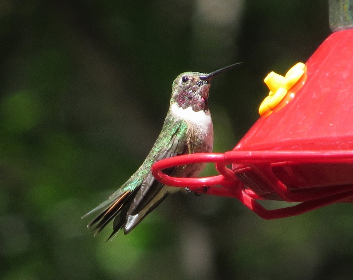Broad-tailed Hummingbird - ML620313204