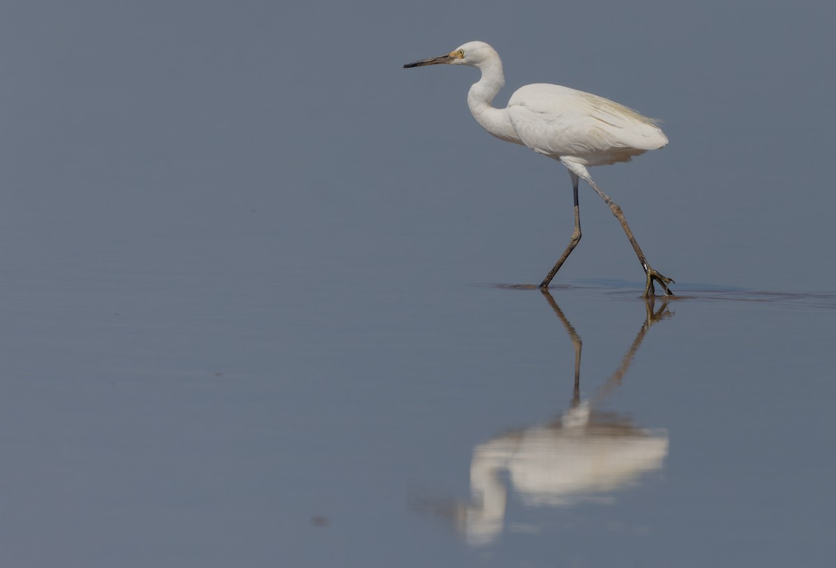 Little Egret - ML620313213