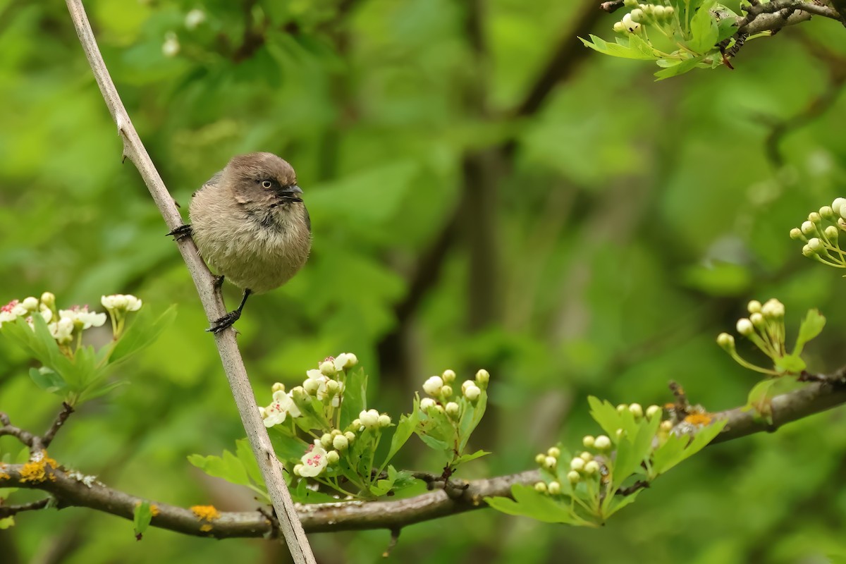 Bushtit - ML620313218