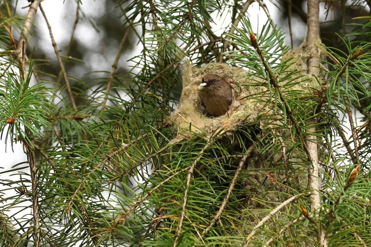 Bushtit - ML620313219