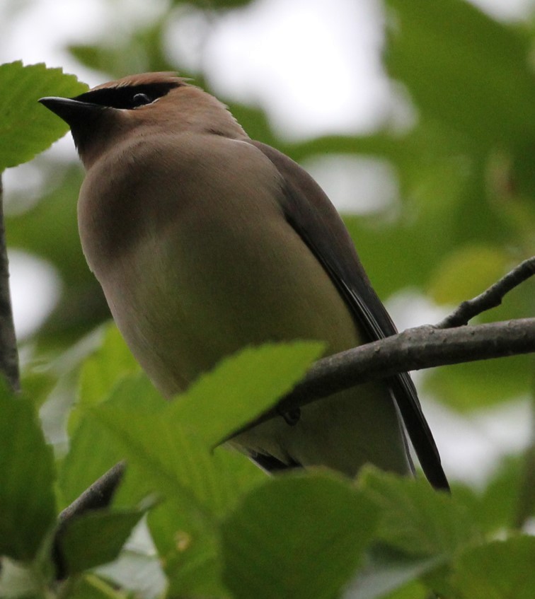 Cedar Waxwing - ML620313227