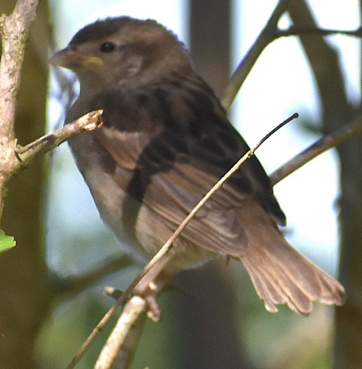 House Sparrow - ML620313236