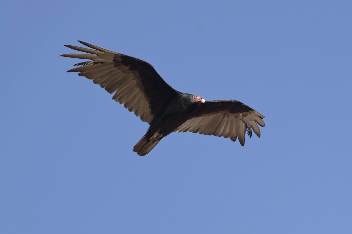 Turkey Vulture - ML620313239