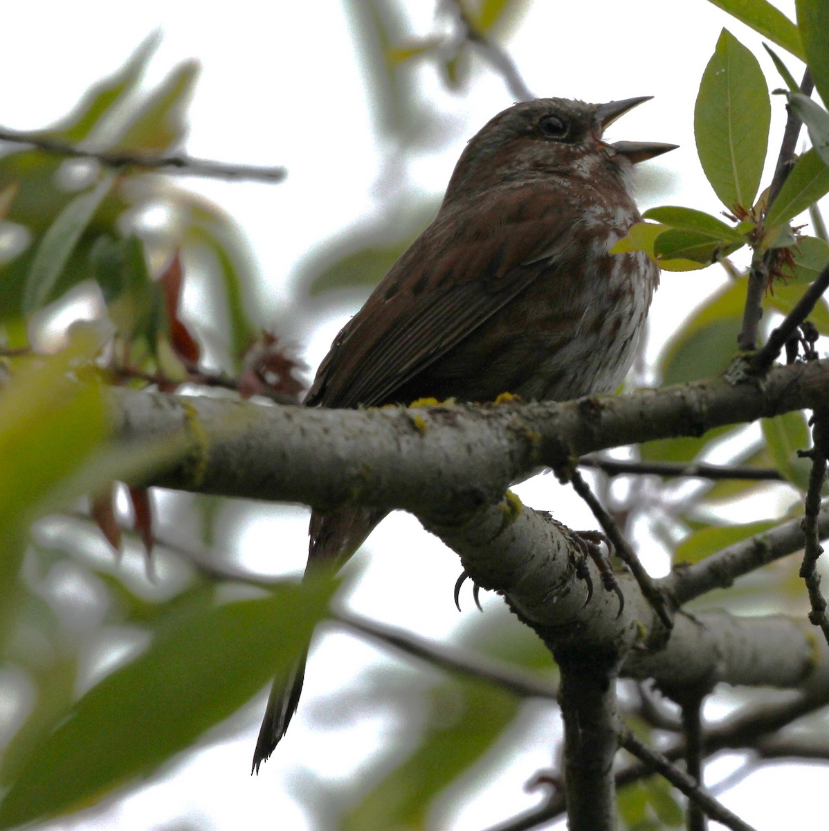 Song Sparrow - ML620313242