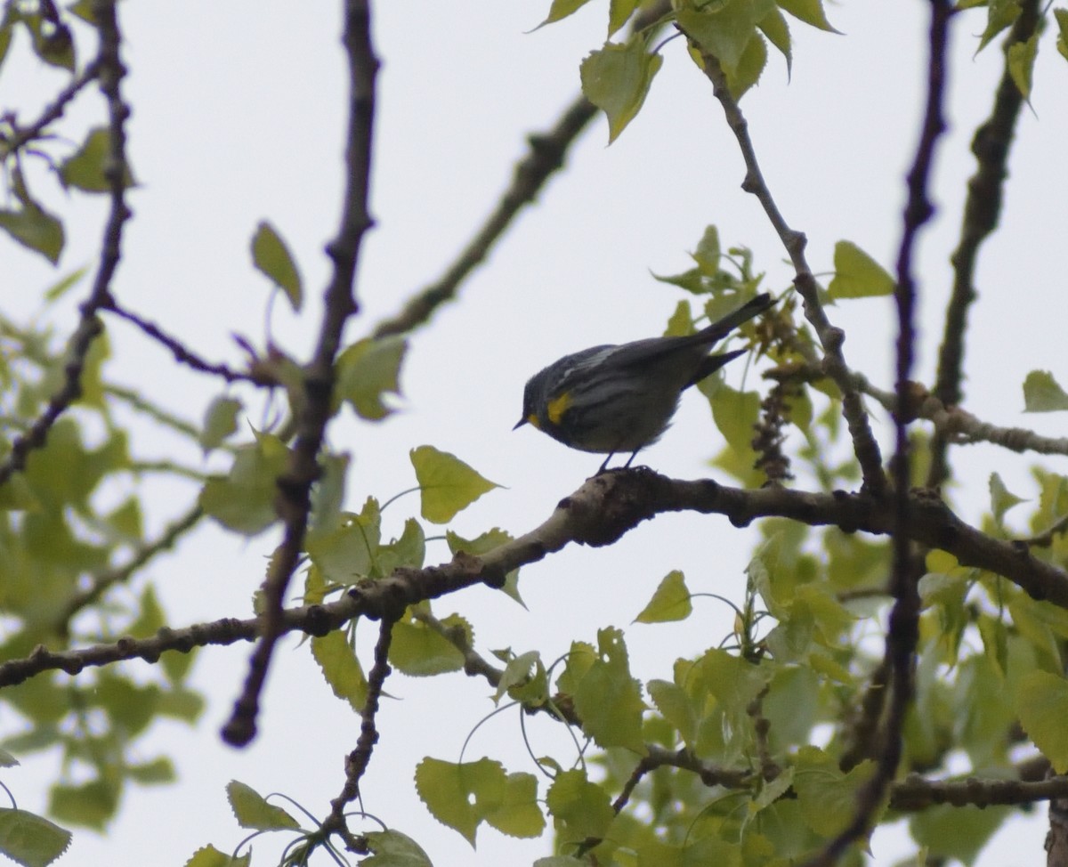 Yellow-rumped Warbler (Audubon's) - ML620313243