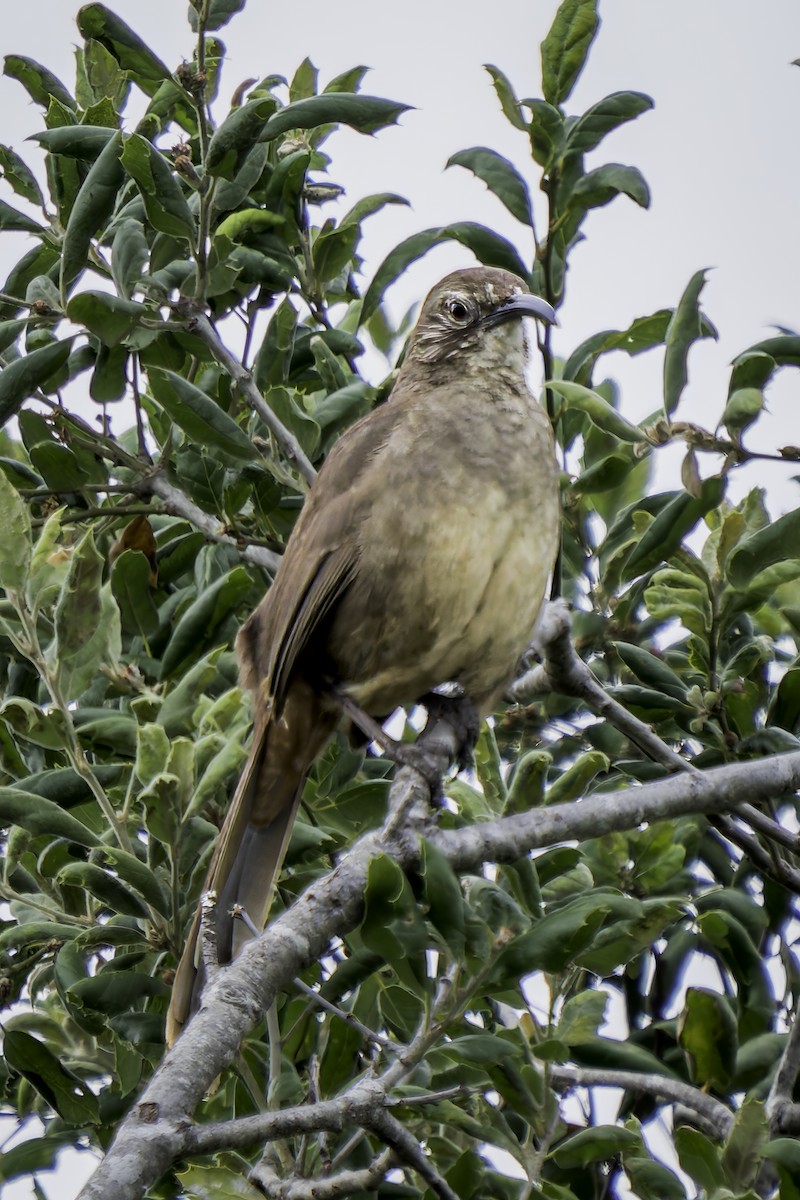 California Thrasher - ML620313249