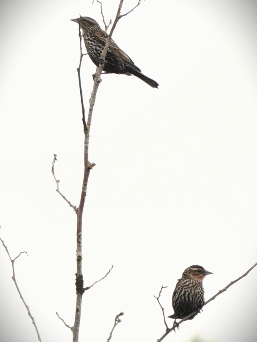 Red-winged Blackbird - ML620313250