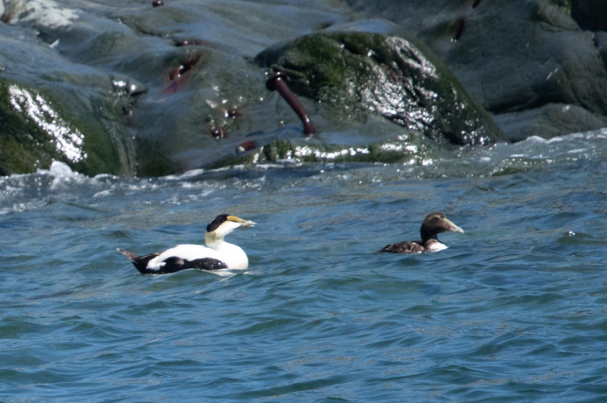 Common Eider - ML620313255