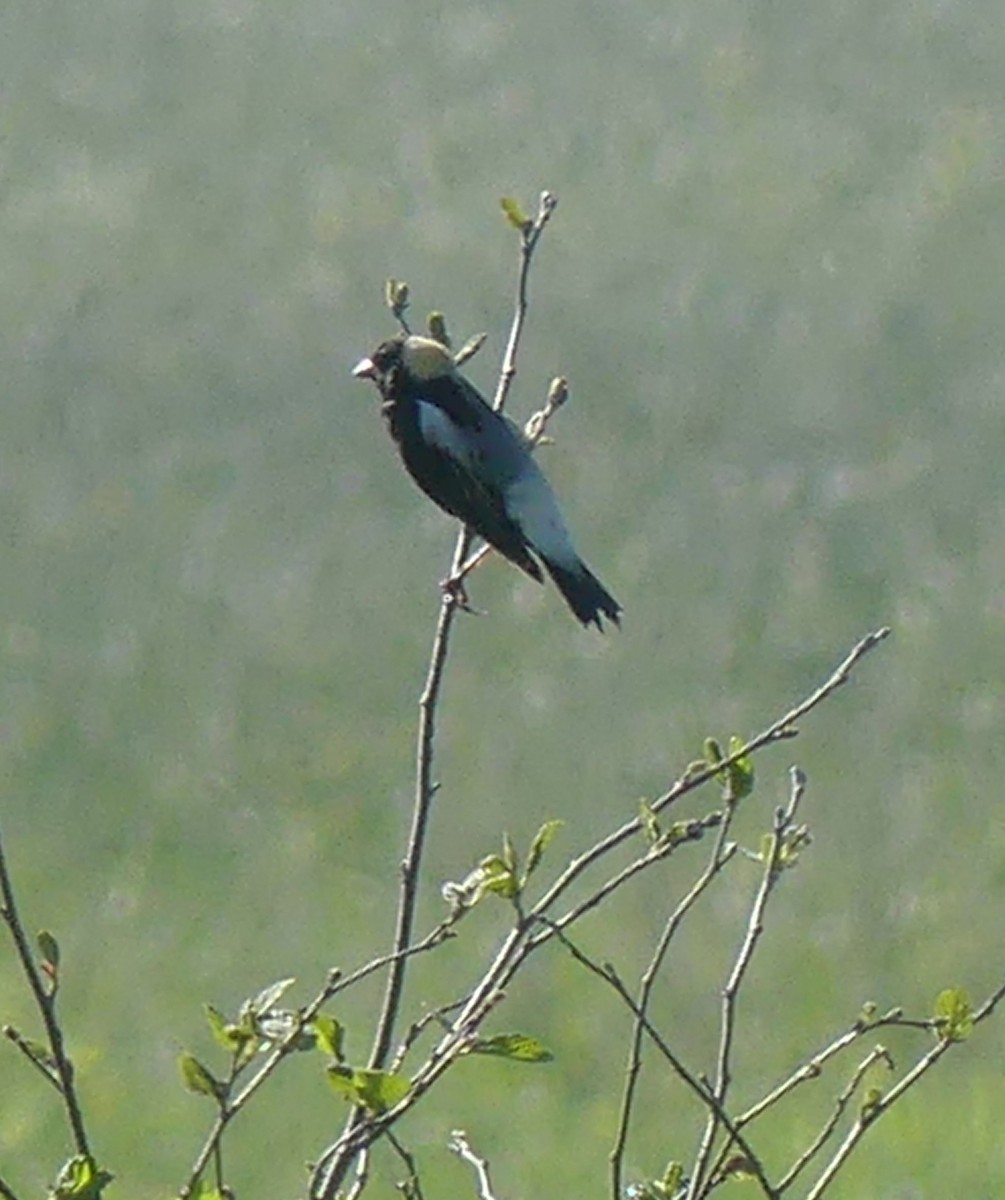 Bobolink - Sharon Fitzgerald