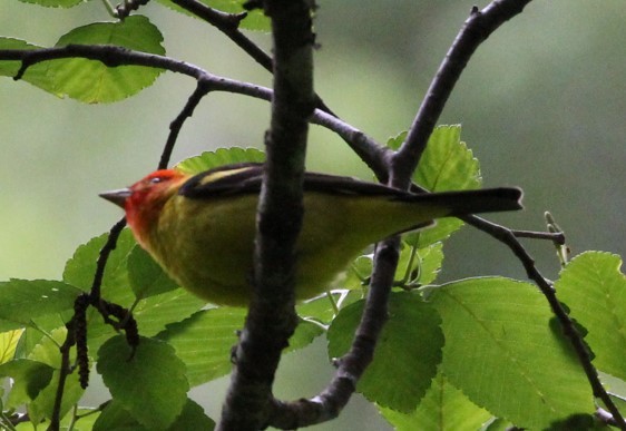 Western Tanager - ML620313263