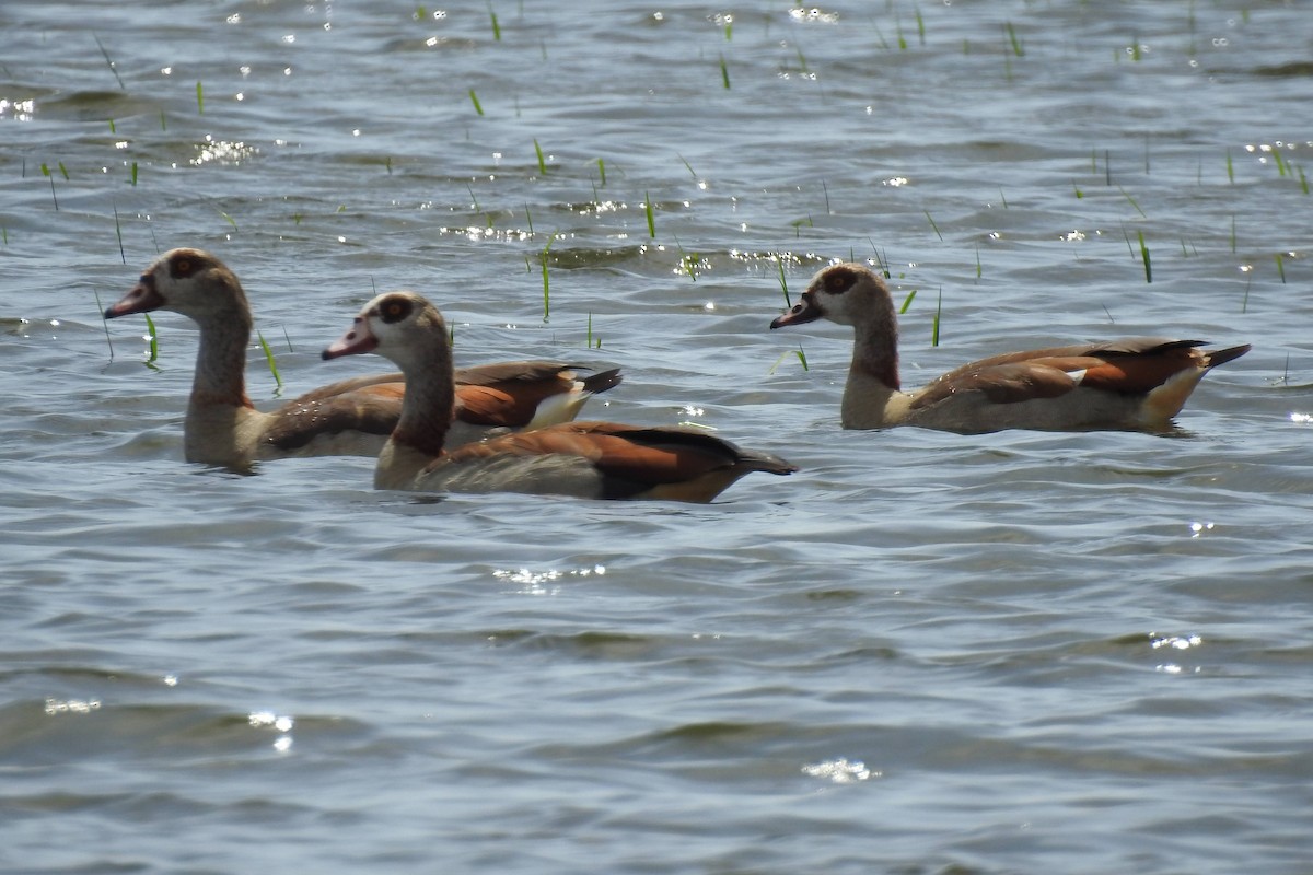 Egyptian Goose - ML620313266