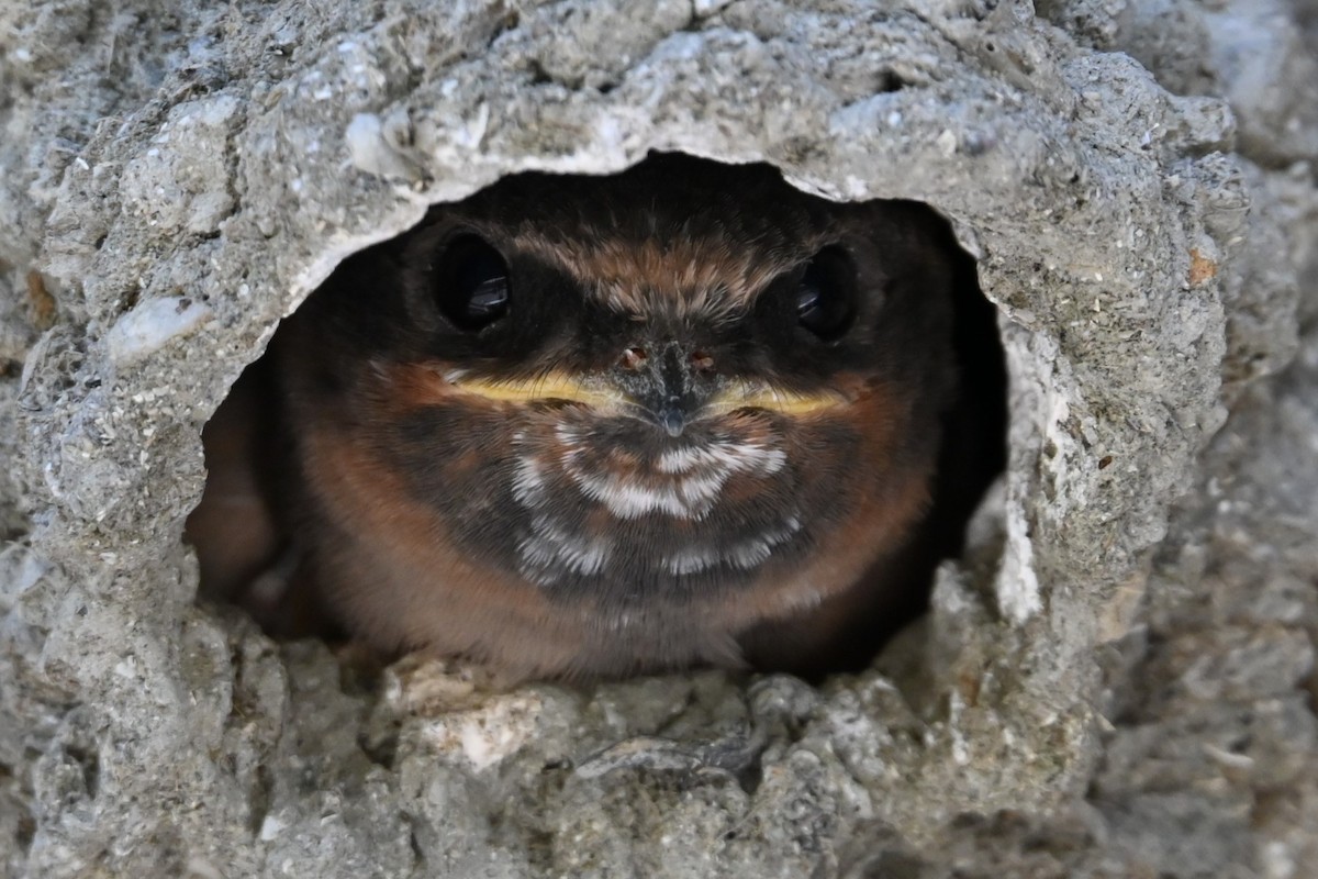 Cliff Swallow - ML620313267