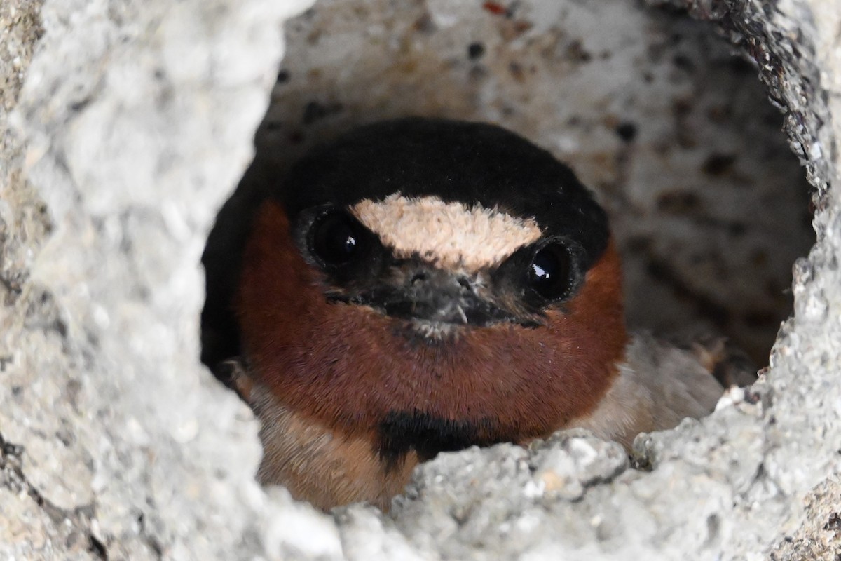 Cliff Swallow - Remigio Miguel