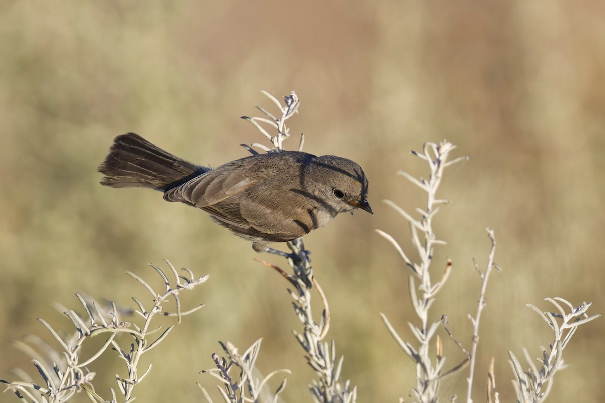 Pájaro Moscón Baloncito - ML620313272