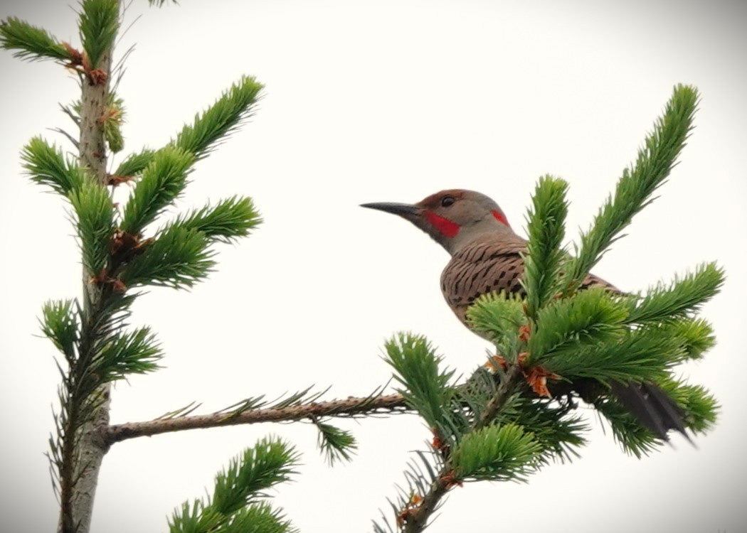 Northern Flicker - ML620313277