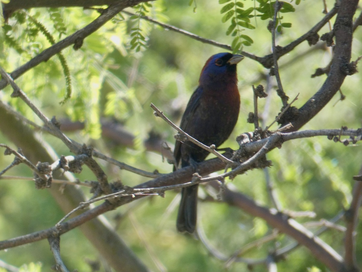 Varied Bunting - ML620313283