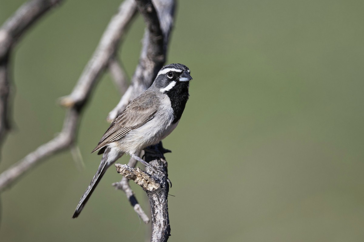Black-throated Sparrow - ML620313289