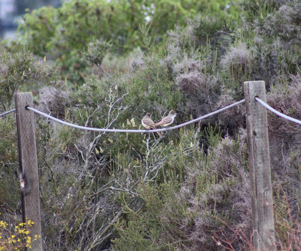 Ash-throated Flycatcher - ML620313294