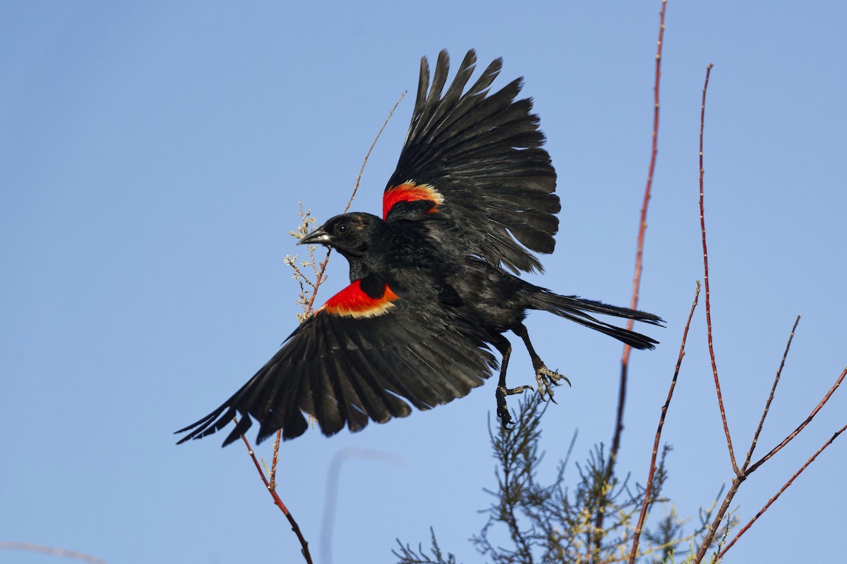 Red-winged Blackbird - ML620313295