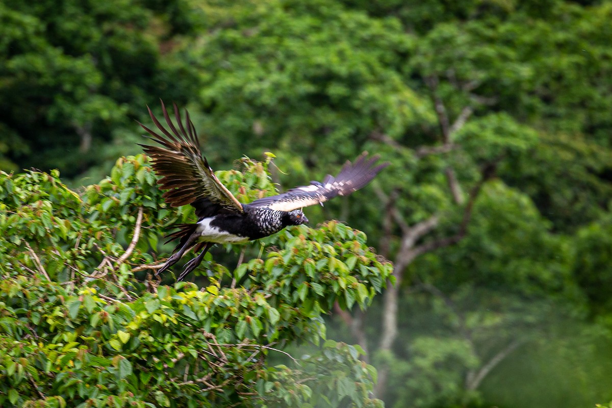 Hornwehrvogel - ML620313298