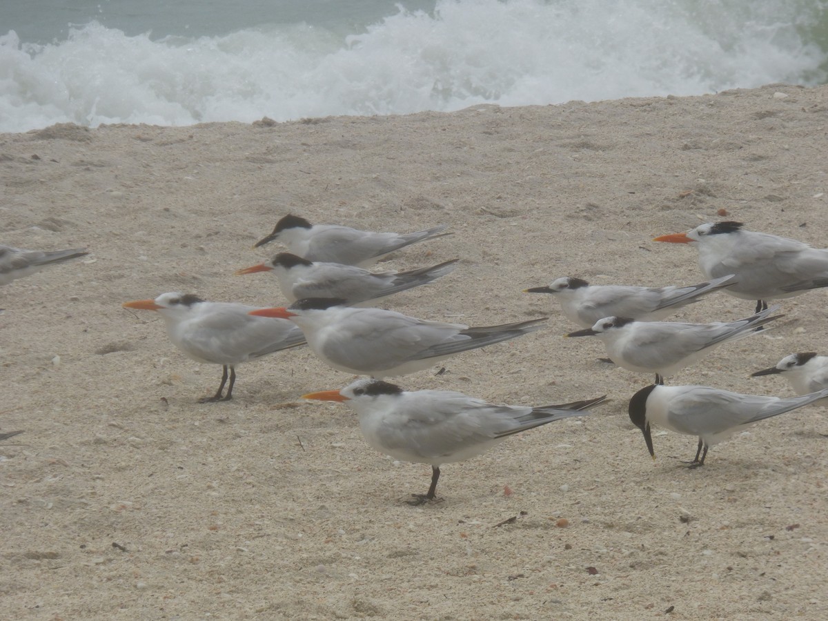 Royal Tern - ML620313307