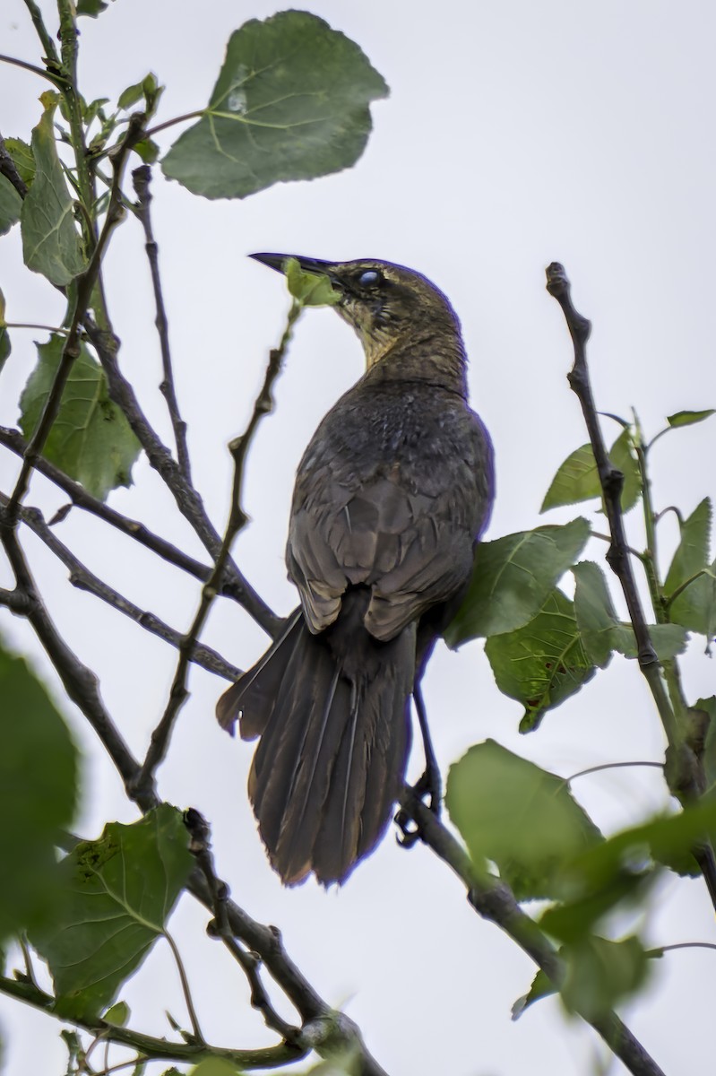 Great-tailed Grackle - ML620313311