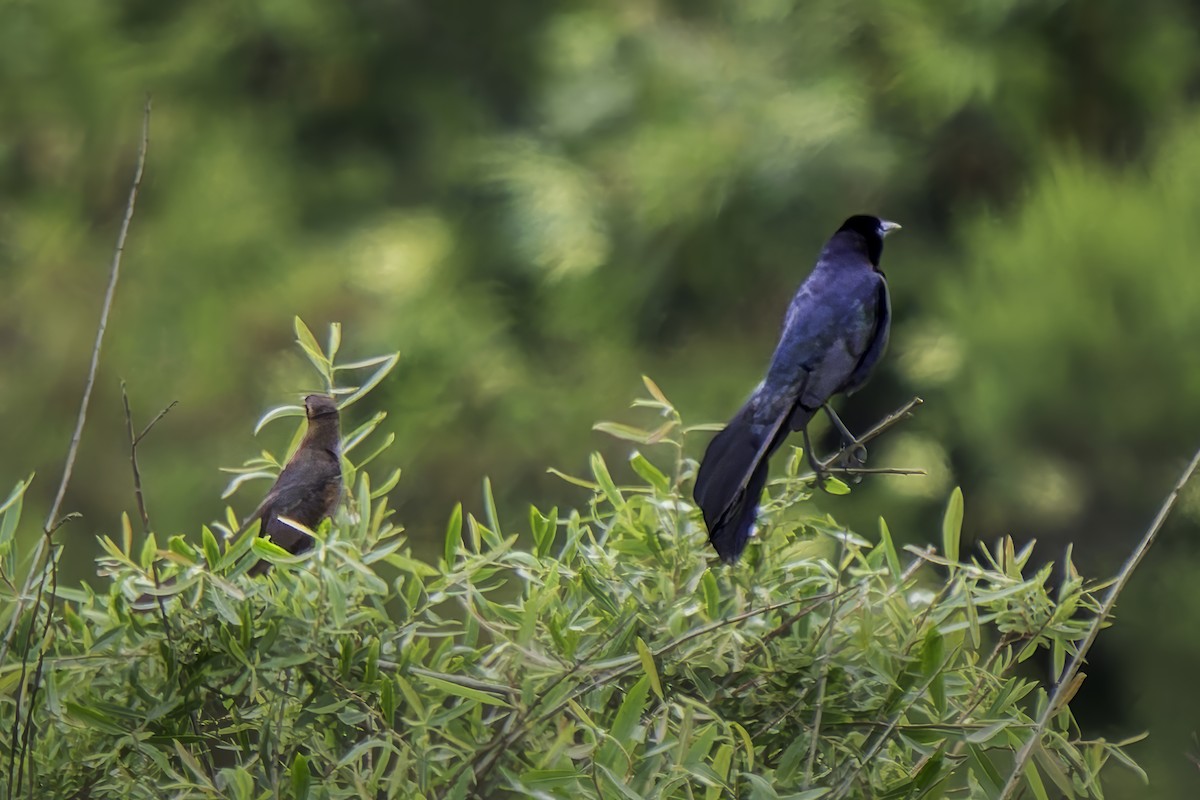 Great-tailed Grackle - ML620313312