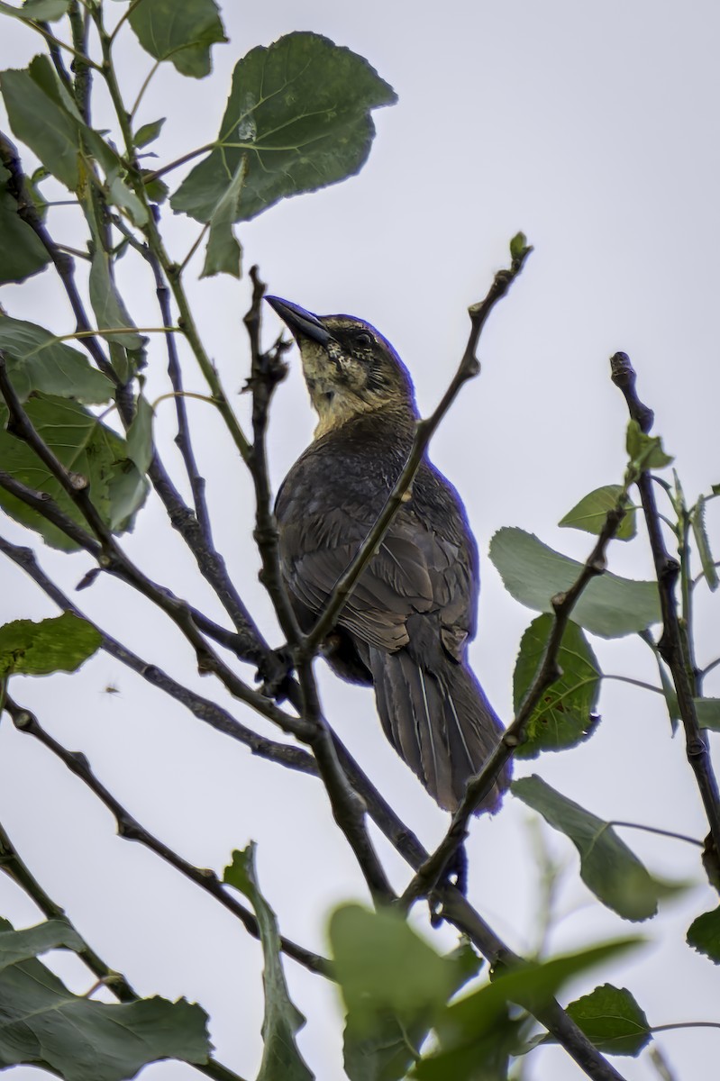 Great-tailed Grackle - ML620313313