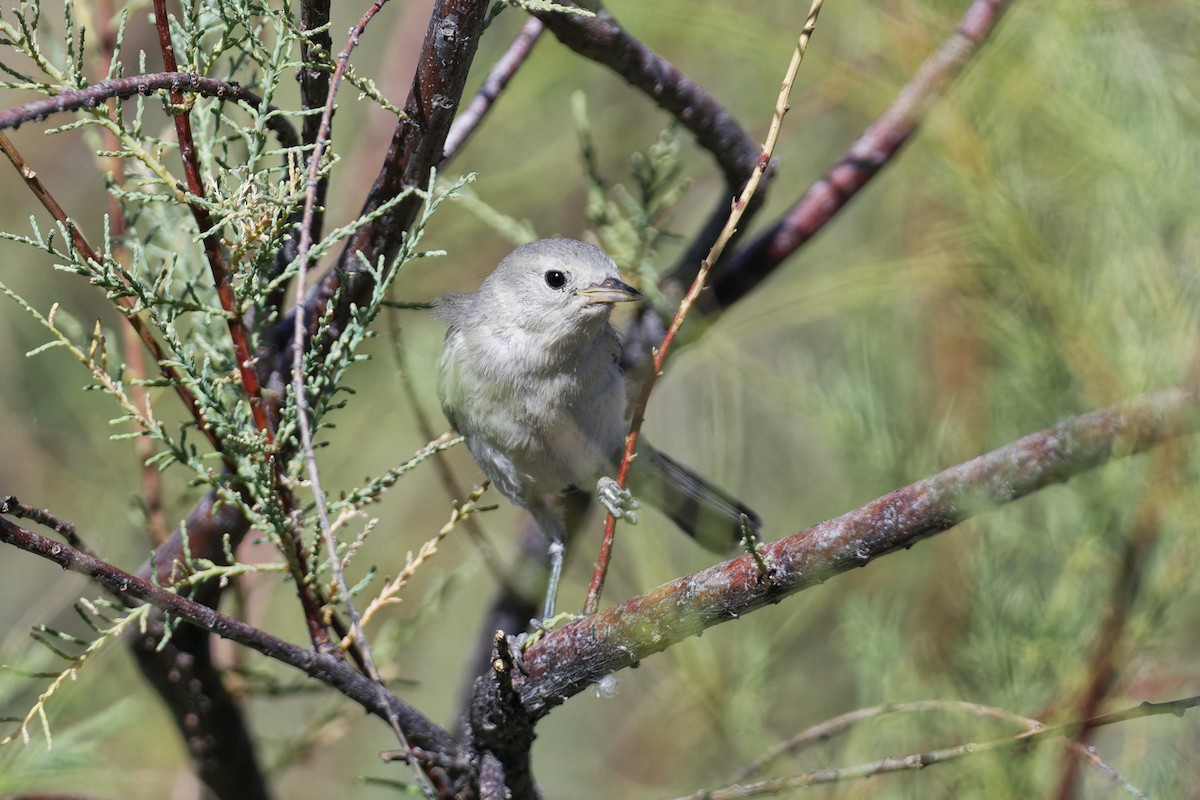 Lucy's Warbler - ML620313319