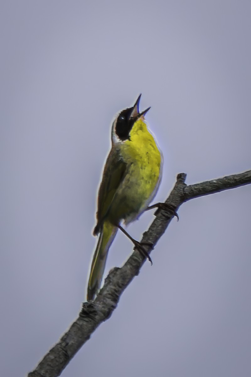 Common Yellowthroat - ML620313321