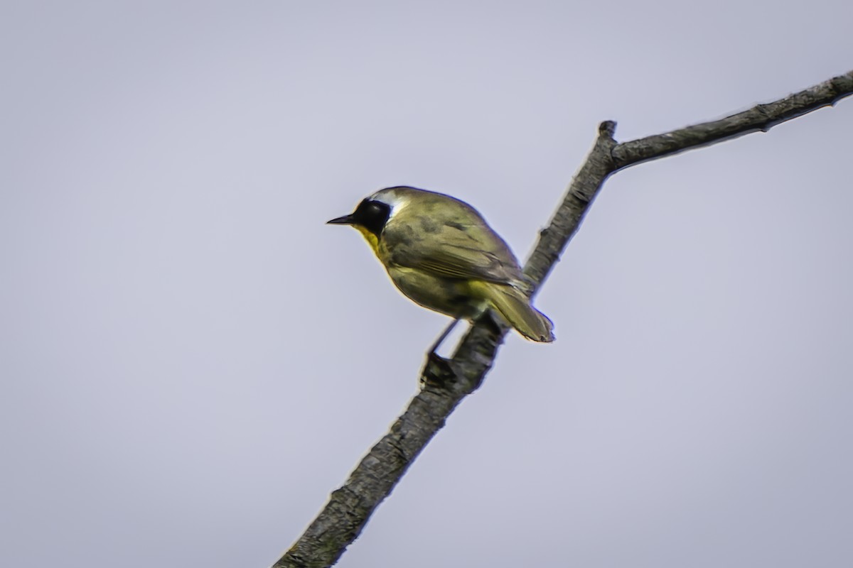 Paruline masquée - ML620313322