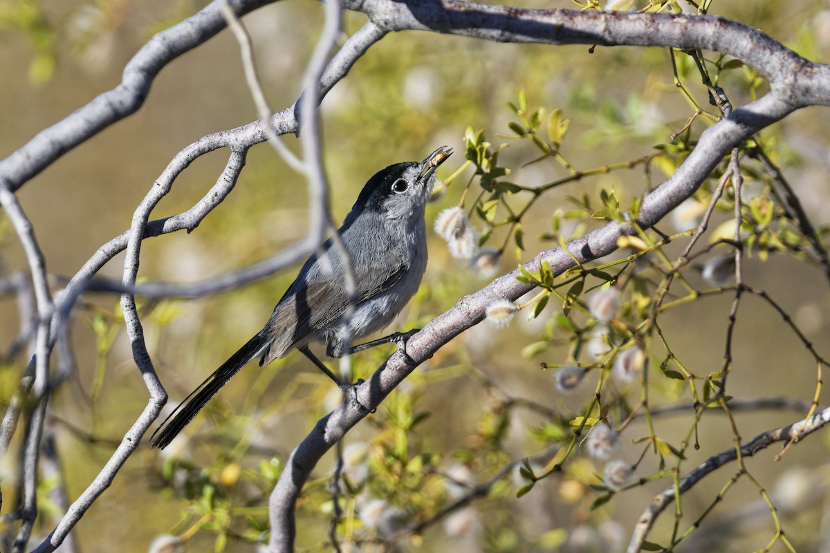 Black-tailed Gnatcatcher - ML620313328