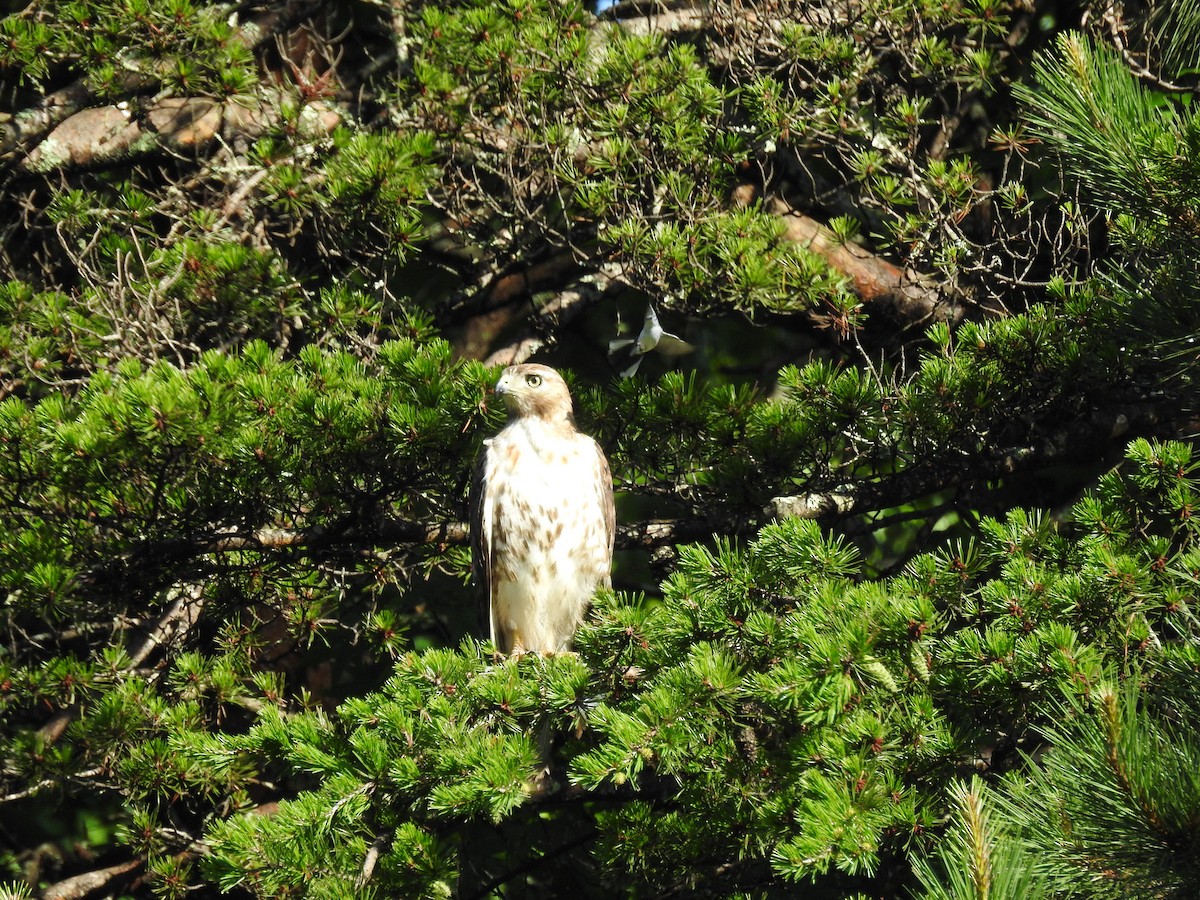 Red-tailed Hawk (borealis) - ML620313331