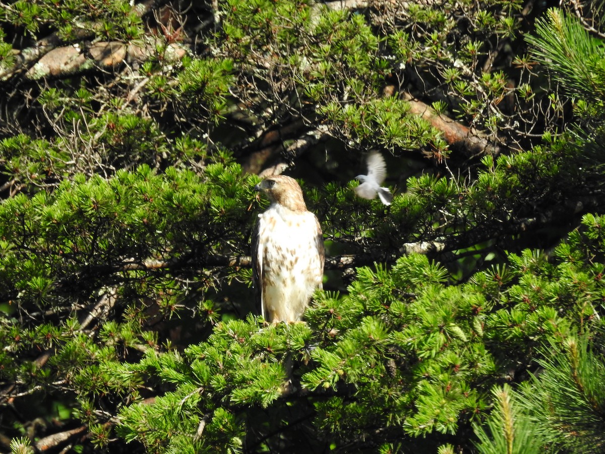 Buse à queue rousse (borealis) - ML620313334