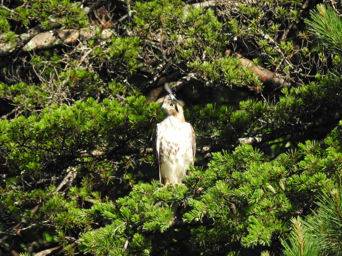 Red-tailed Hawk (borealis) - ML620313335