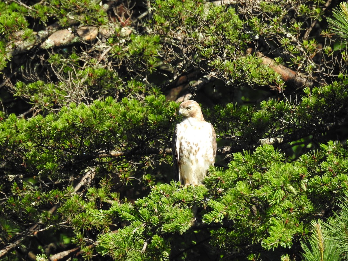 Red-tailed Hawk (borealis) - ML620313336