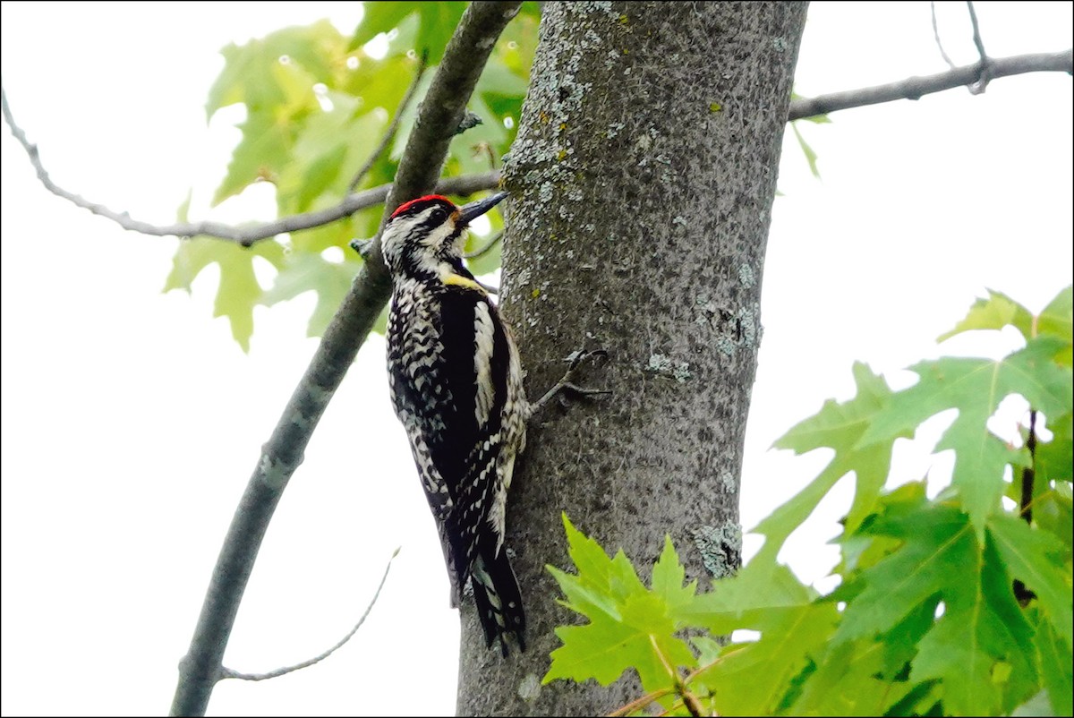 Yellow-bellied Sapsucker - ML620313337