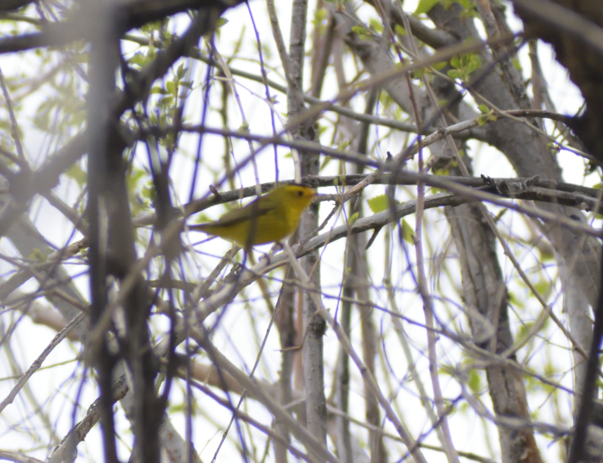 Wilson's Warbler - ML620313341