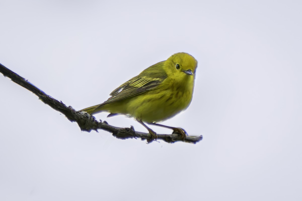 Yellow Warbler - ML620313342