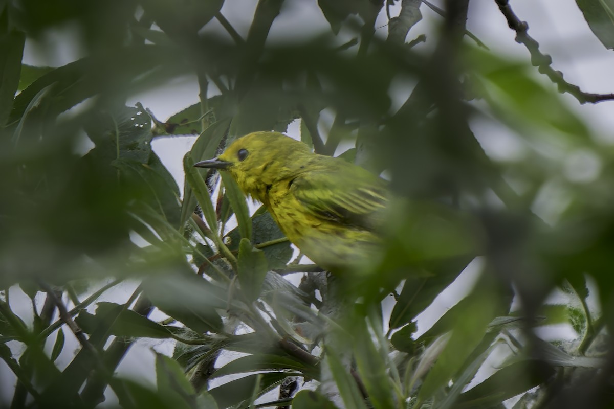 Yellow Warbler - ML620313344