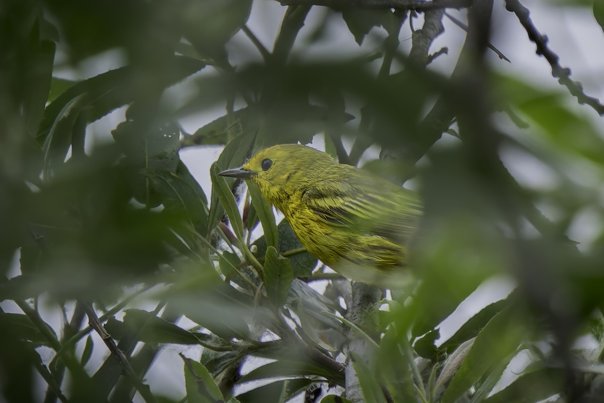 Paruline jaune - ML620313345