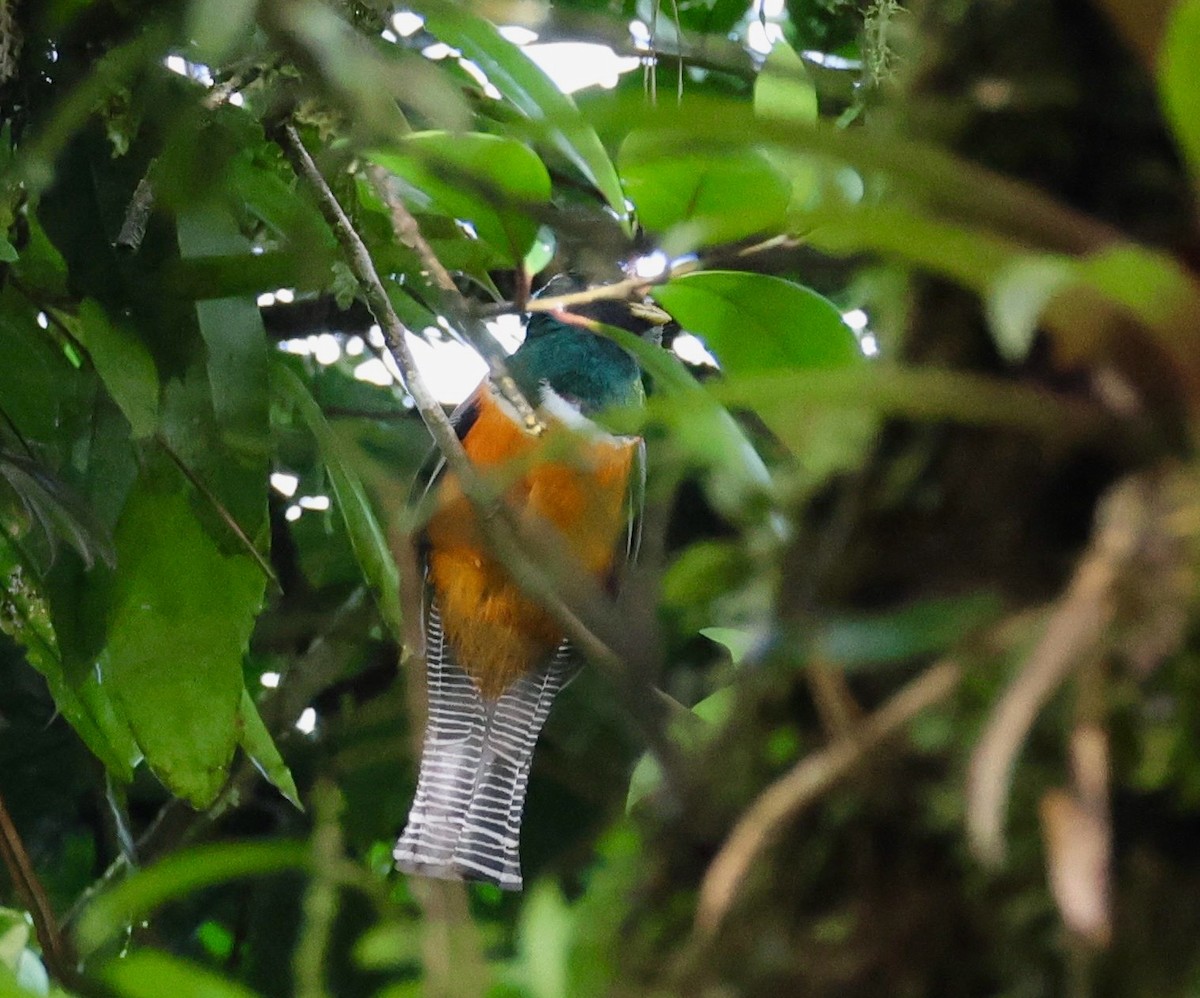 Jungferntrogon (aurantiiventris/underwoodi) - ML620313354